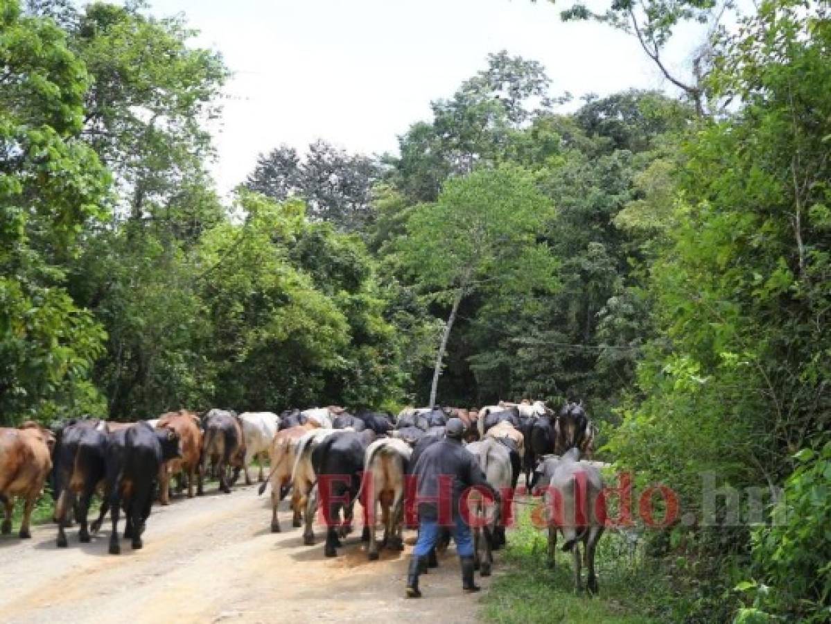 En la Biosfera del Río Plátano es común encontrarse viviendas y pequeños asentamientos humanos que realizan trabajos de ganadería para los millonarios de la zona, principales promotores de la carretera. Foto: Johny Magallanes/El Heraldo