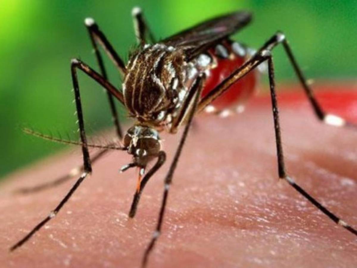 Liberan mosquitos genéticamente modificados por primera vez en Florida