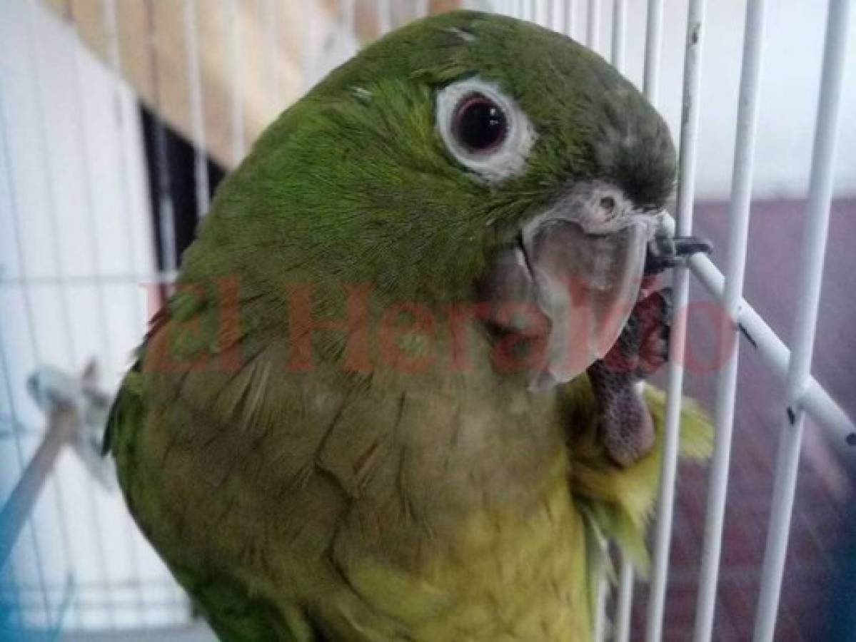 A partir del lunes devolverán el dinero cobrado por el registro de aves en Honduras