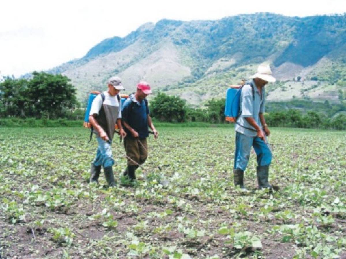 Campesinos hondureños sembrarán a su modo, seguros de cosechar