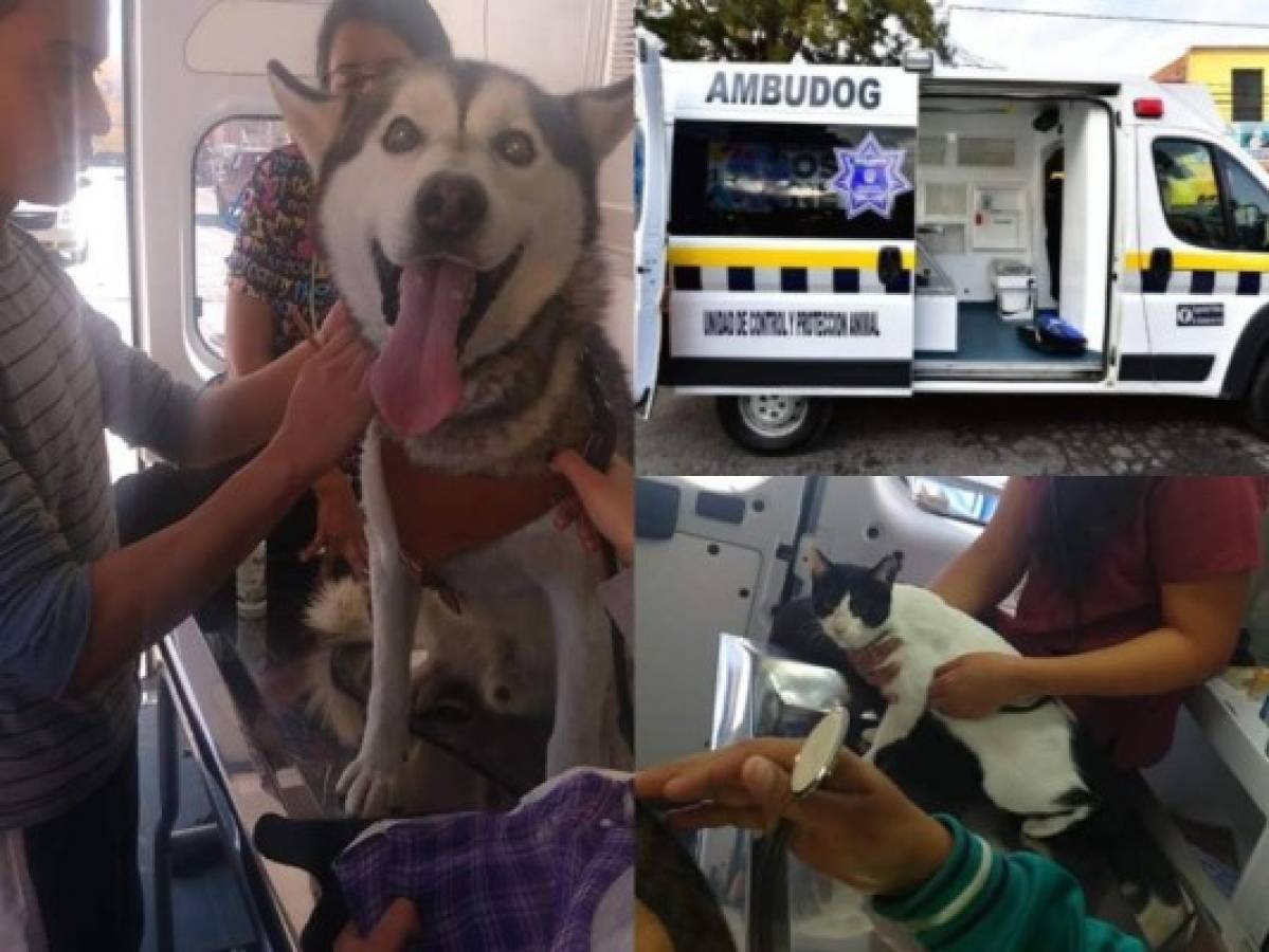 Así es Ambudog, la primera ambulancia que atiende gratuitamente animales de la calle en México