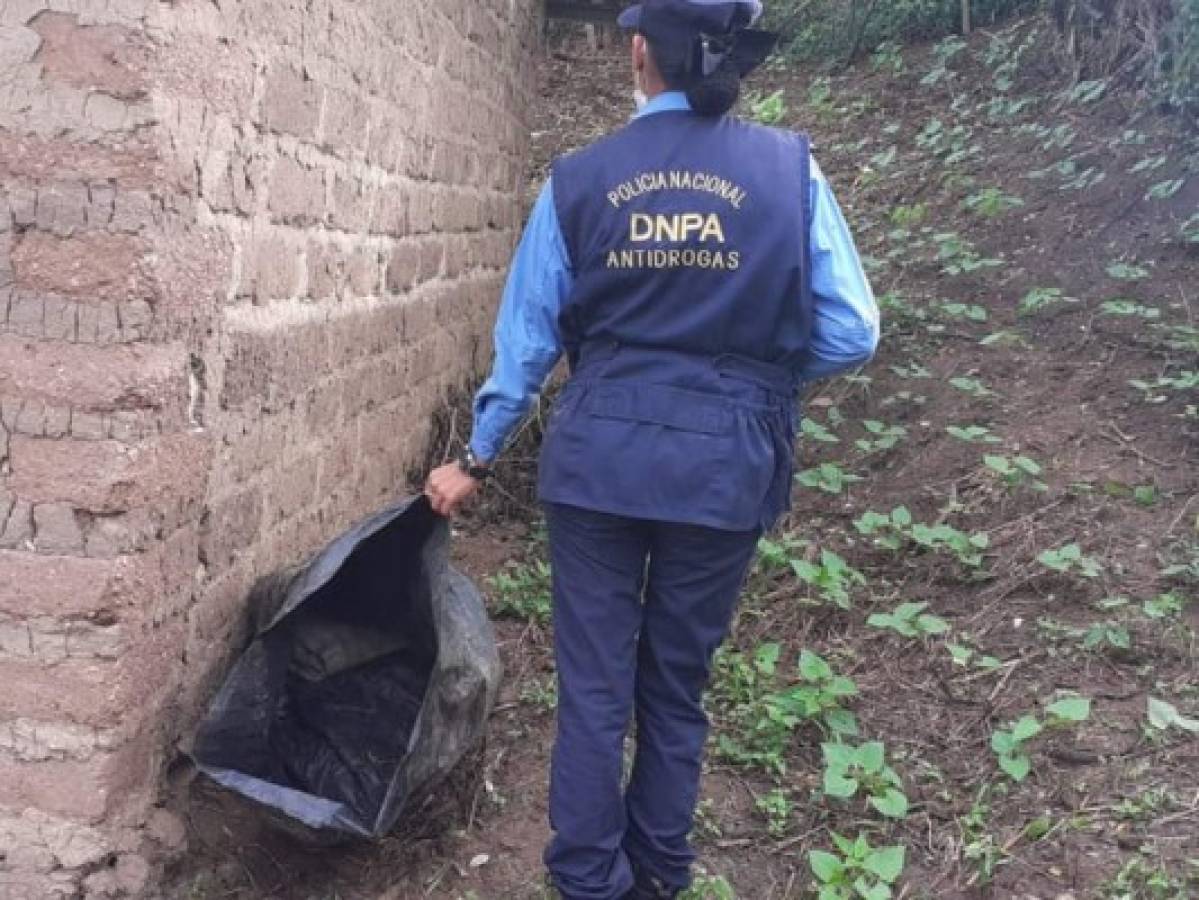 Incautan plantación de marihuana en Francisco Morazán