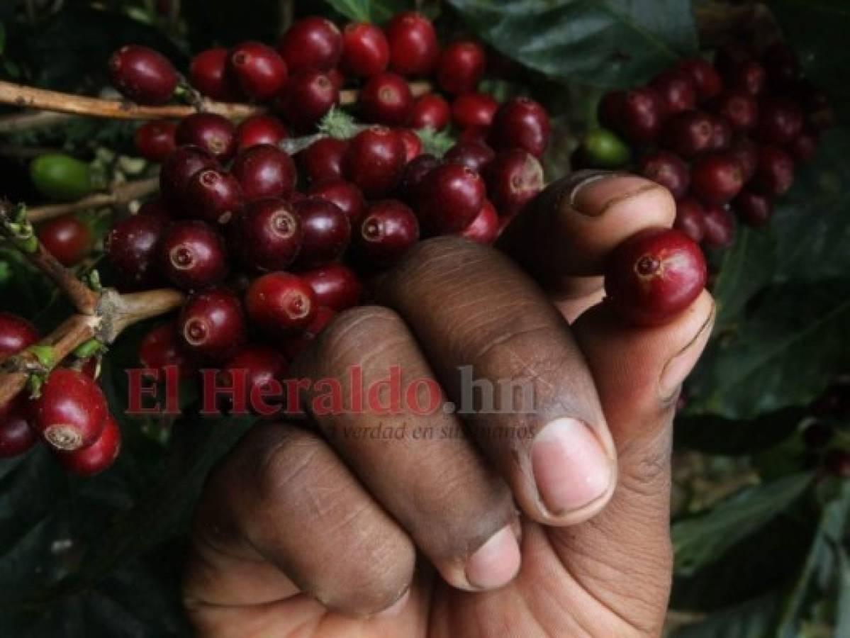Con 7.2 millones de sacos y $900 millones cerrará el año cafetalero en Honduras