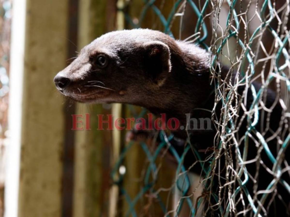 El simpático Ori fue donado al zoológico por un grupo de personas, hasta el momento se desconoce cómo lo obtuvieron, pero las autoridades del Rosy Walther agradecieron la buena acción.