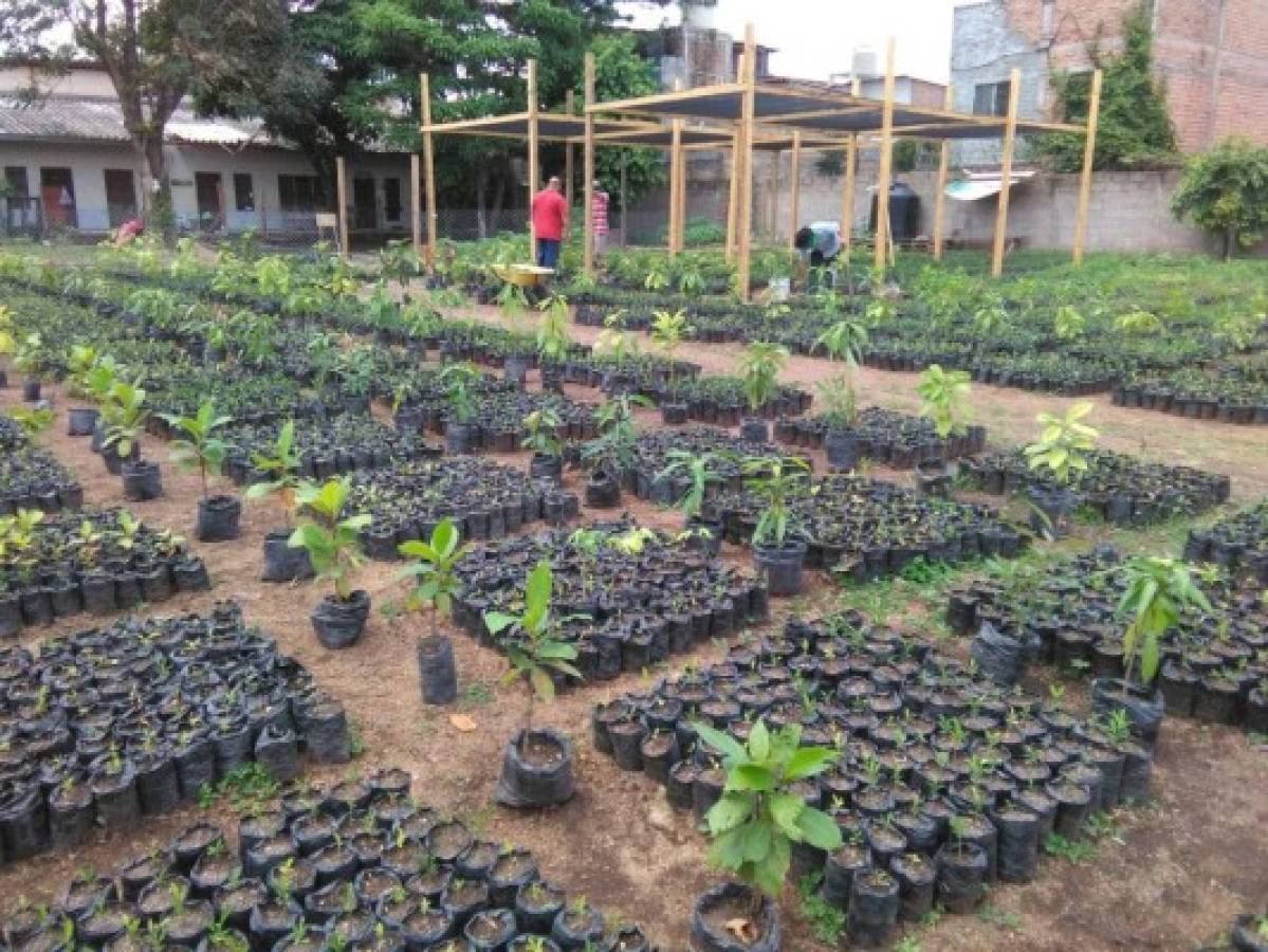 Con árboles frutales combatirán la contaminación y el hambre en la capital