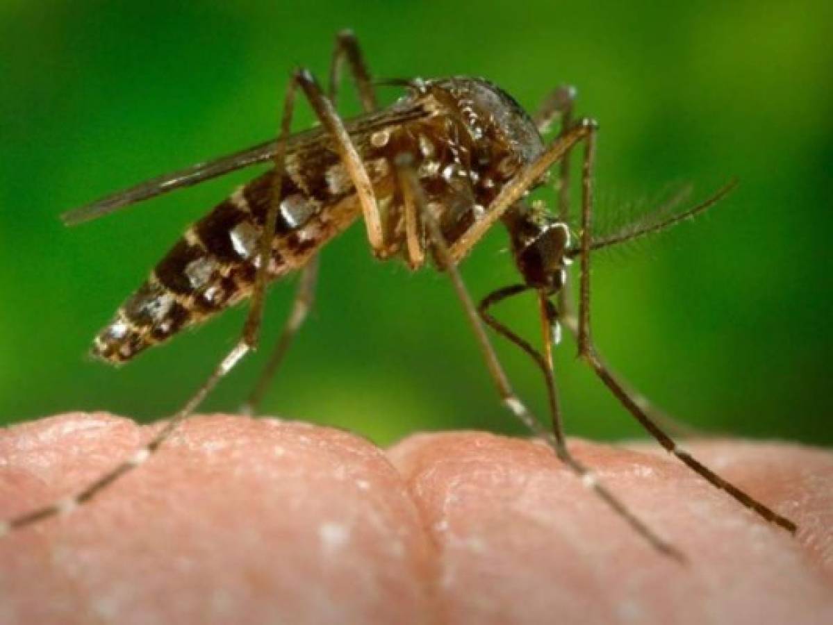 La ONU convoca a reunión de emergencia por brote del virus zika