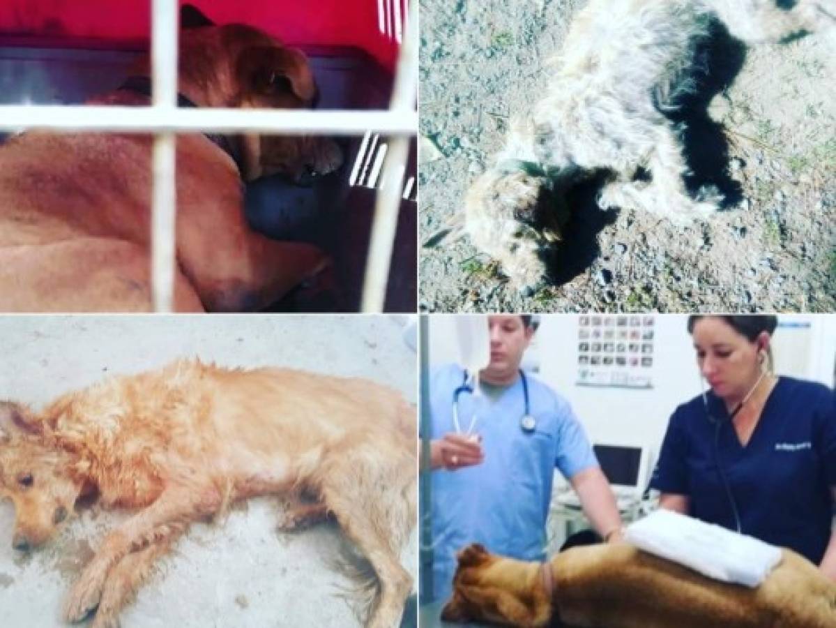 Repudiable: Donan alimento envenenado y matan a más de 20 perros