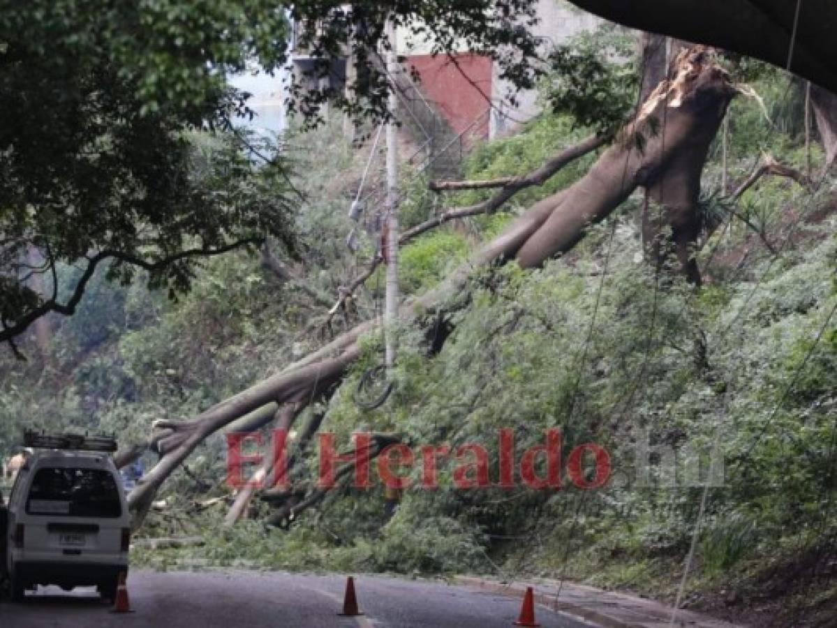 En la colonia 21 de Octubre cayó un árbol que impidió el paso vehicular por varias horas.Foto: David Romero/ EL HERALDO.