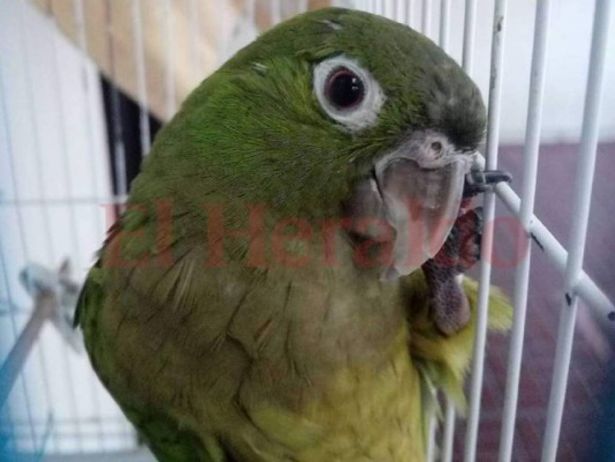 Autoridades todavía no devuelven el pago por registro de aves en Honduras