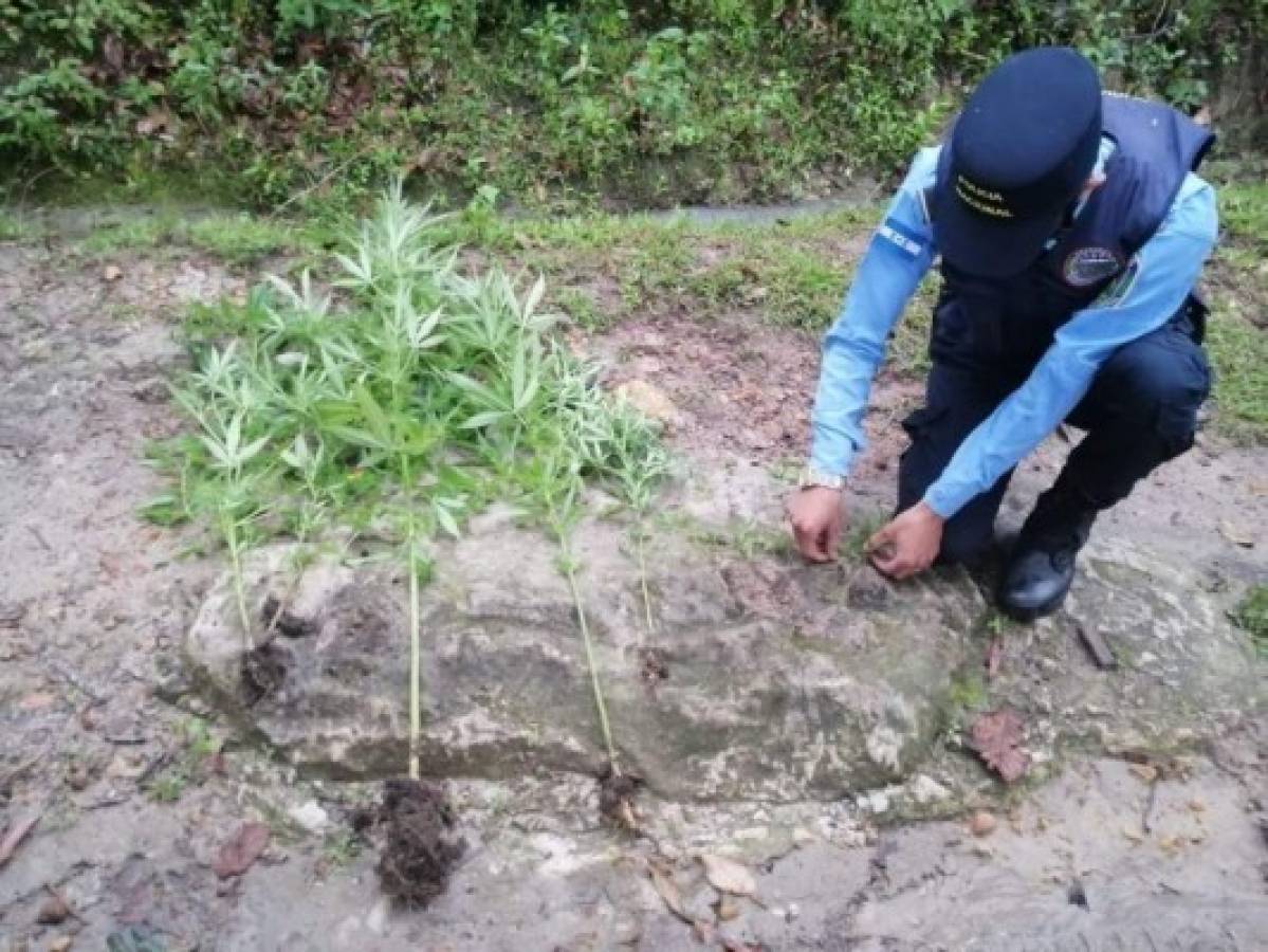 Capturan a hombre que presuntamente custodiaba una plantación de droga en Ojojona