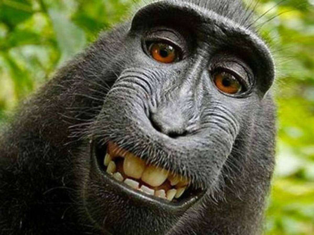 Los monos no tienen derechos de autor sobre selfies, dictamina juez de EEUU  