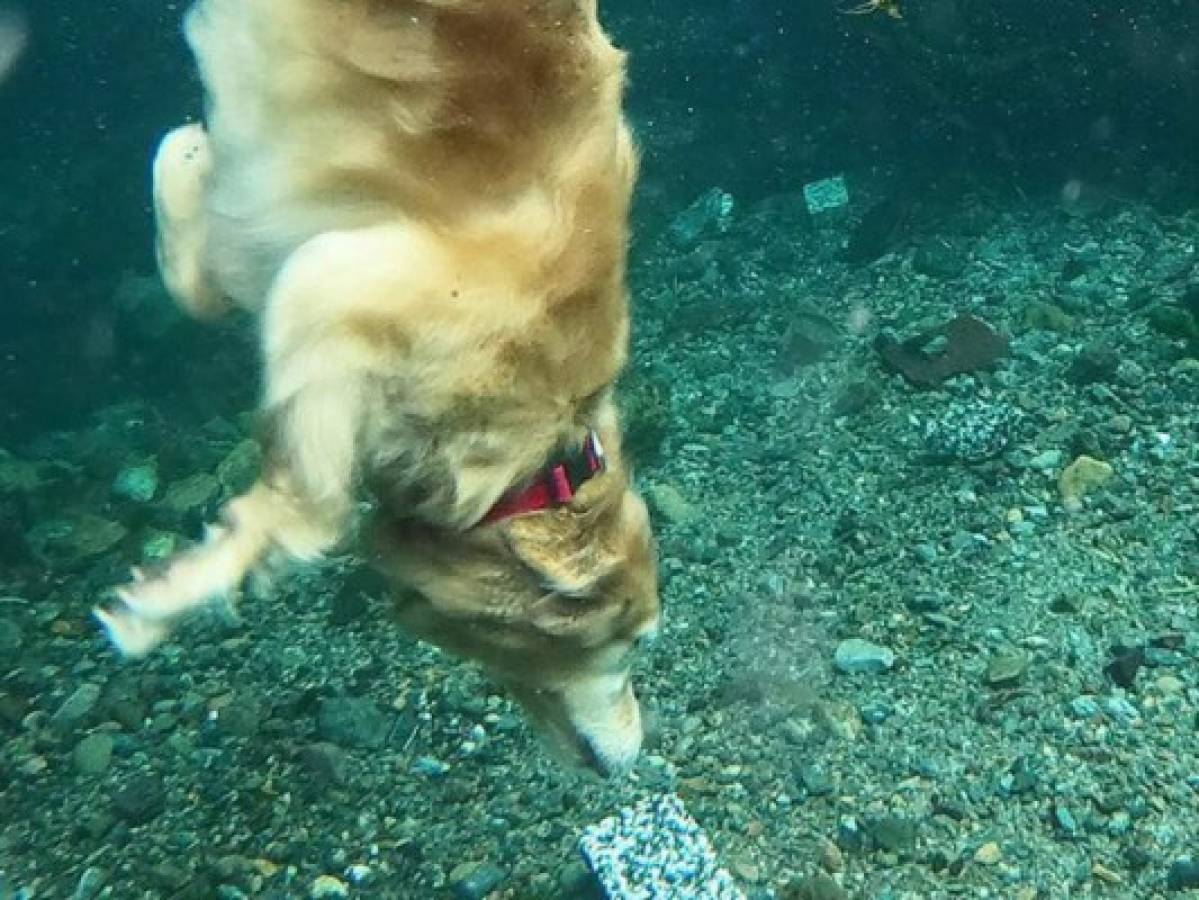 Vídeo: Perro 'buceador' enamora en las redes sociales con sus habilidades bajo el agua