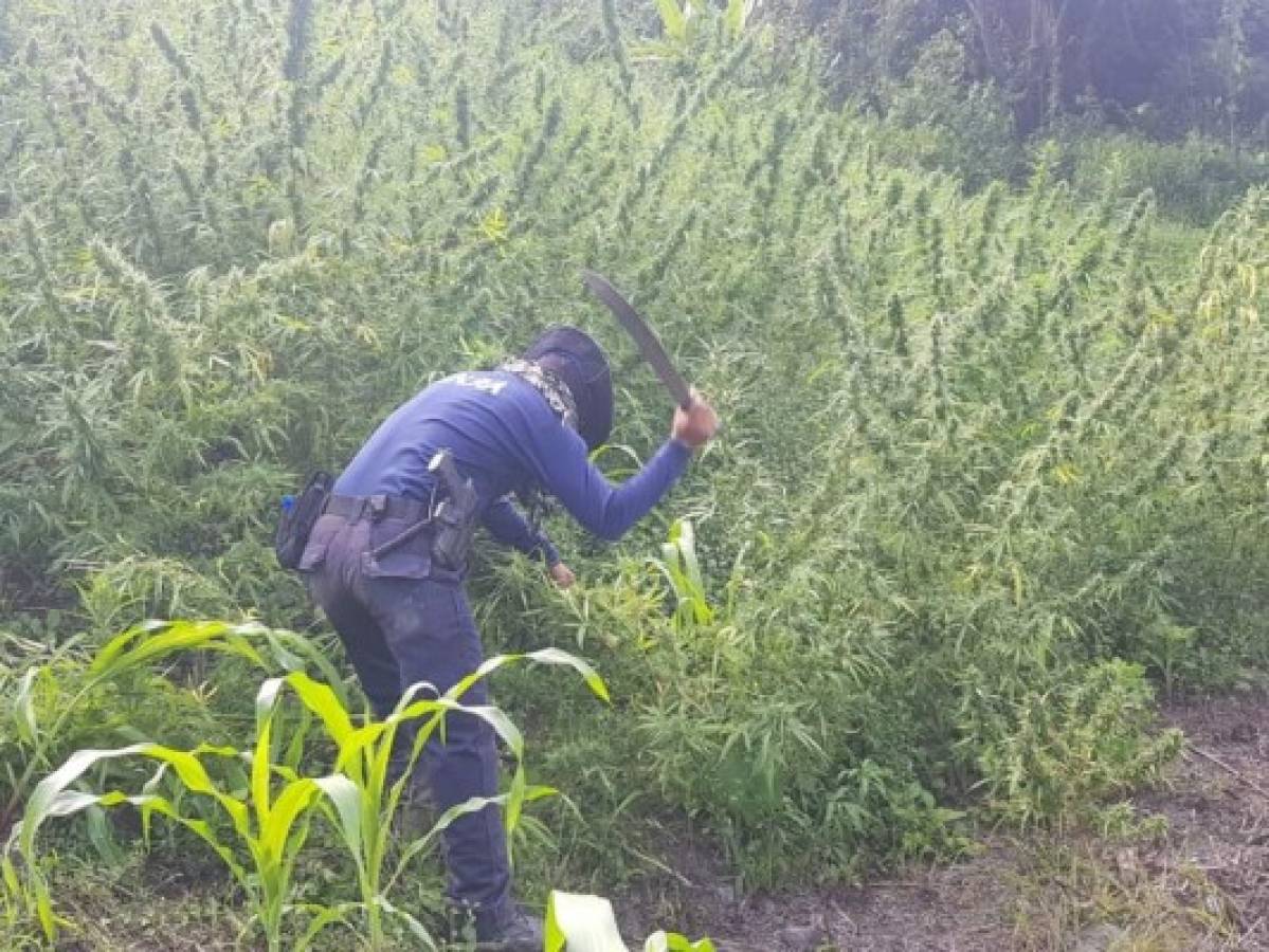 Incautan en Tocoa unas 15 mil plantas de marihuana