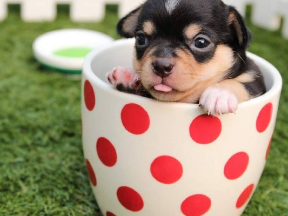 Las 7 razas de perros más pequeñas y tiernas del mundo