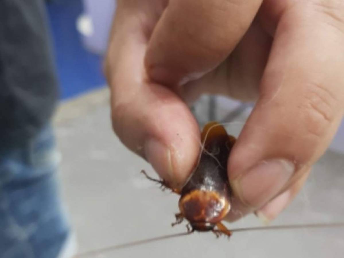 Hombre encontró una cucaracha herida y la llevó al hospital