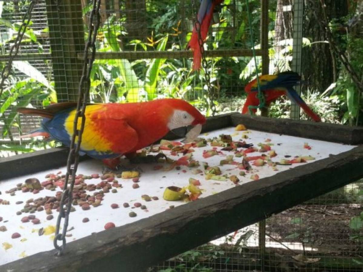 65 animales son rescatados del cautiverio en Comayagua