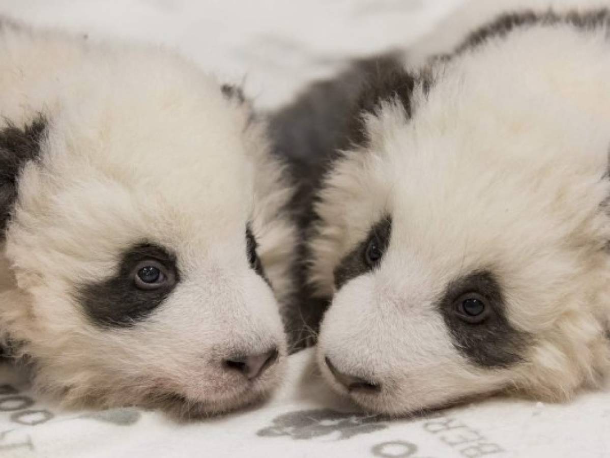 Zoo de Berlín difunde fotos de cachorros panda gemelos