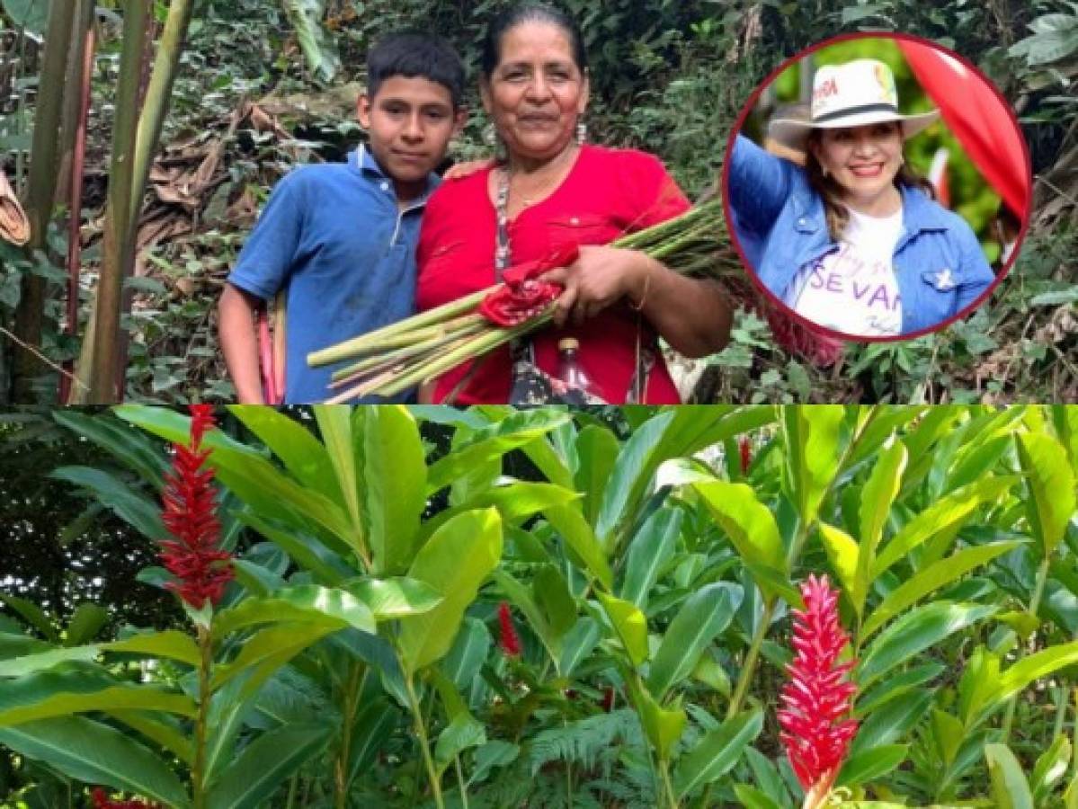 Floricultoras hondureñas donarán flores para toma de posesión de Xiomara Castro