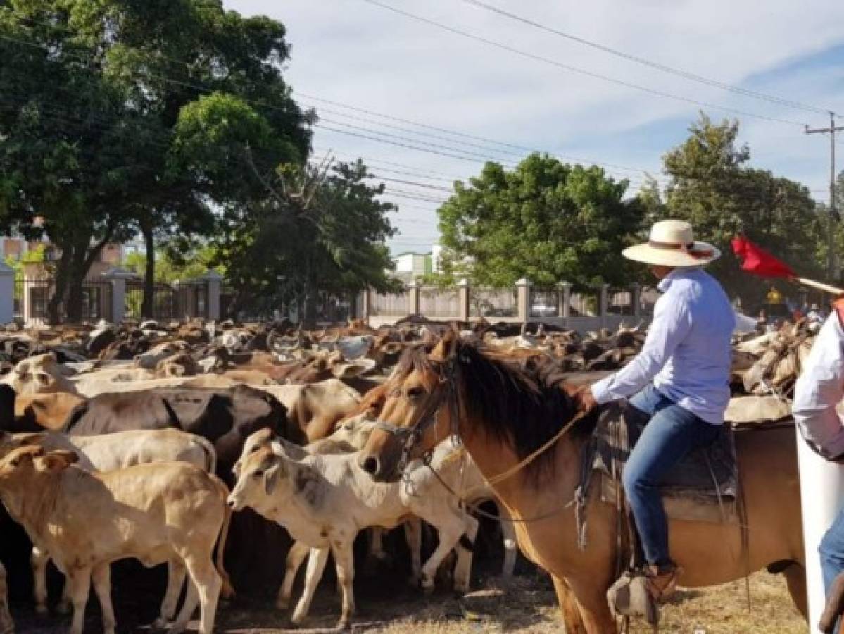 Ganaderos protestaron arreando vacas y montando a caballo en Choluteca