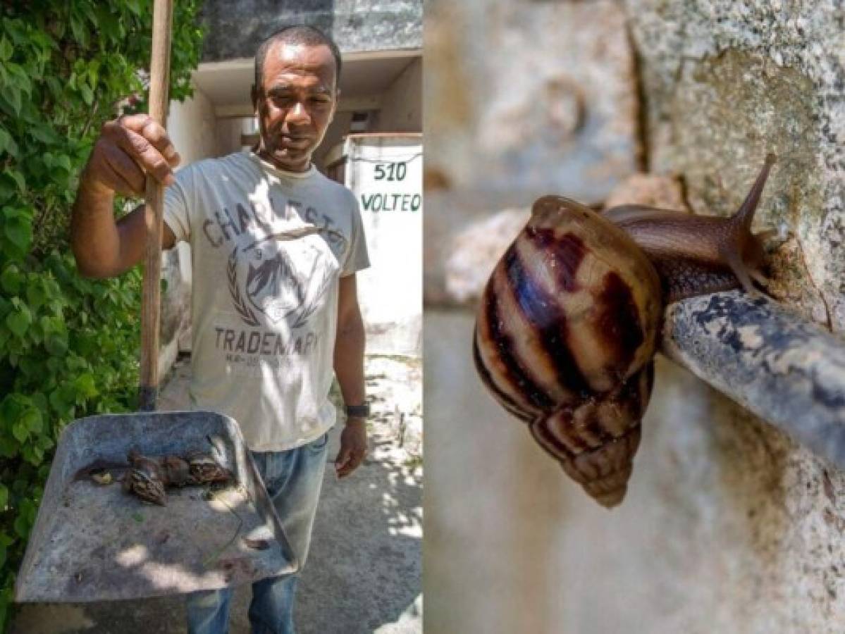 Residentes de la isla están preocupados porque los caracoles pueden transmitir enfermedades y dañar los cultivos. Foto: AP.