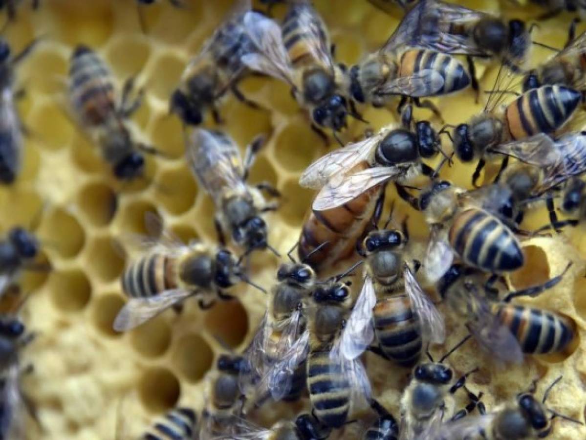 Las abejas podrían alejar a los elefantes de los humanos