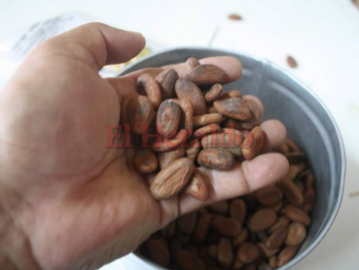 Con cacao orgánico de La Mosquitia, Suiza elabora sus mejores chocolates