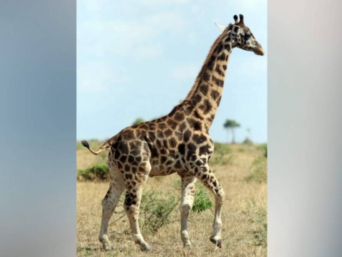 ¡Increíble! Hallan jirafas enanas en Uganda