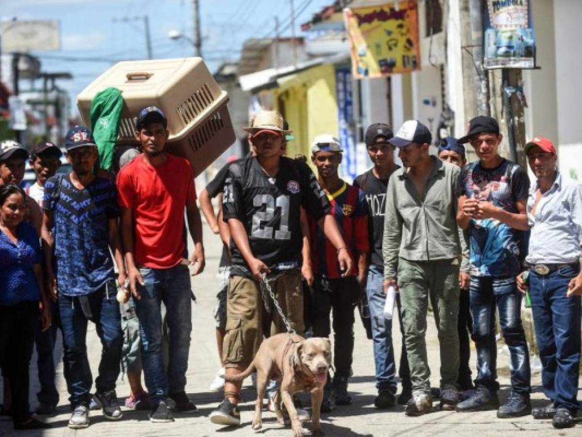 'Bolillo', el perro que viaja con la caravana de migrantes hondureños