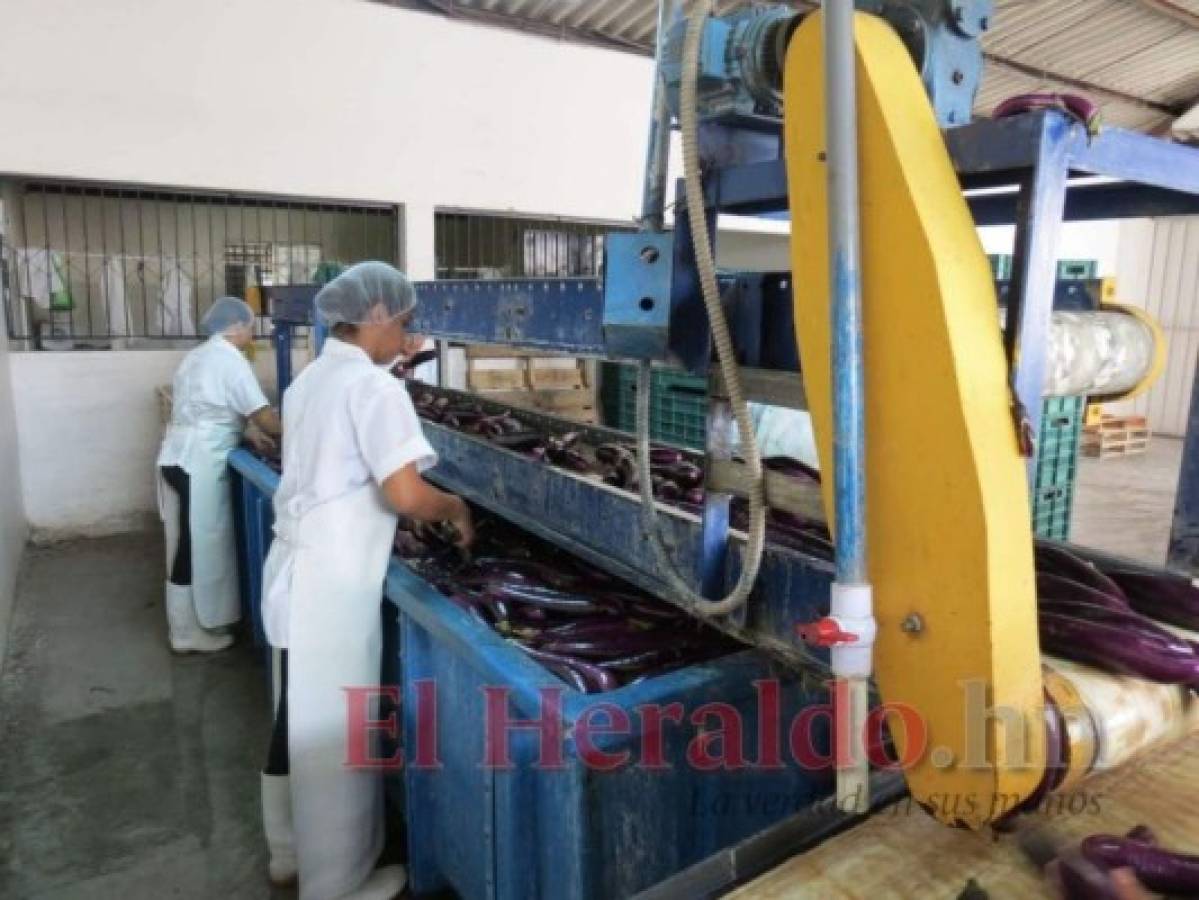 Agroexportadores exigen concluir área de carga de Palmerola para bajar costos