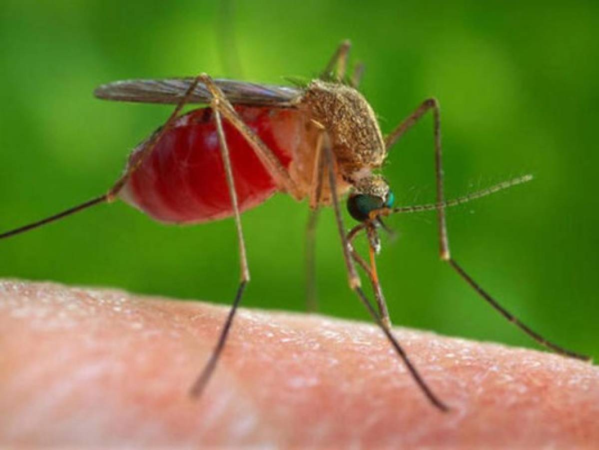 Preocupa relación del zika con mosquito conocido como Culex