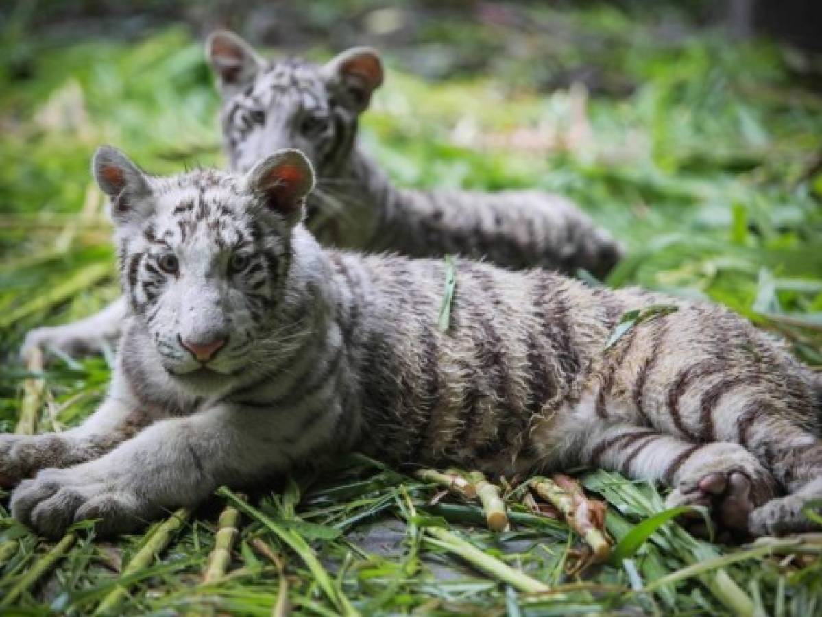 Zoológico de Nicaragua cuidará a dos tigres blancos, especie en peligro de extinción    