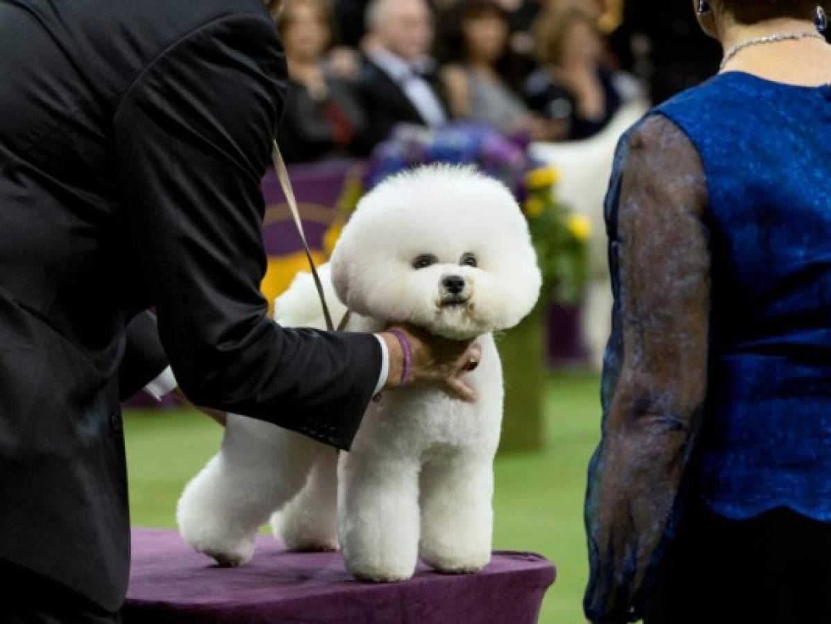 El bichón frisé Flynn gana concurso del Westminster Dog Show