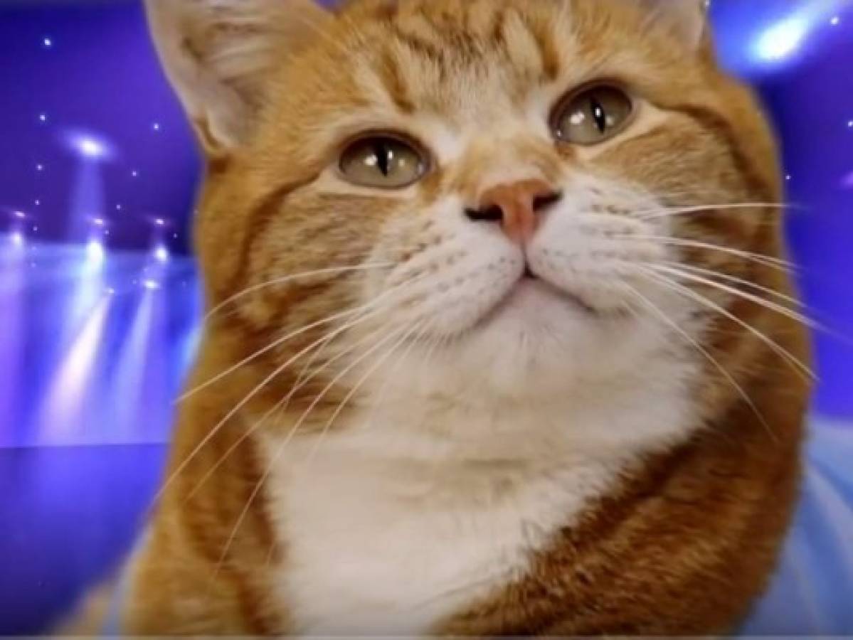 ¡Adiós vaquero! Muere el felino favorito de muchos: 'Keyboard Cat'