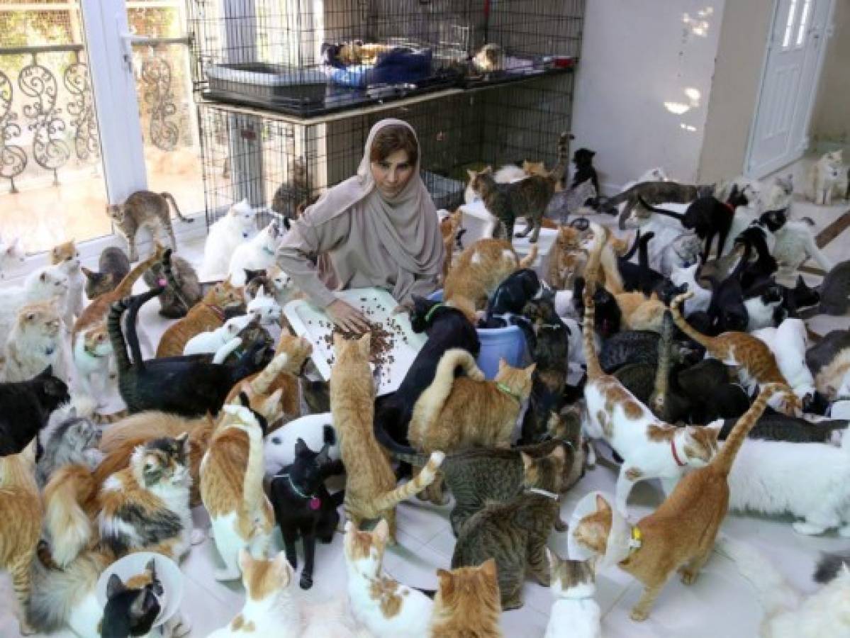 Maryam, la mujer de los 500 gatos de Omán