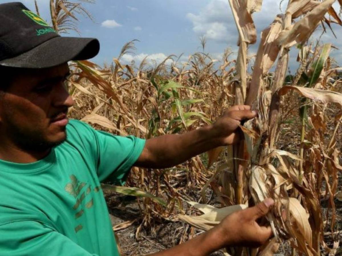 Declaran alerta por sequía en región norte de Guatemala