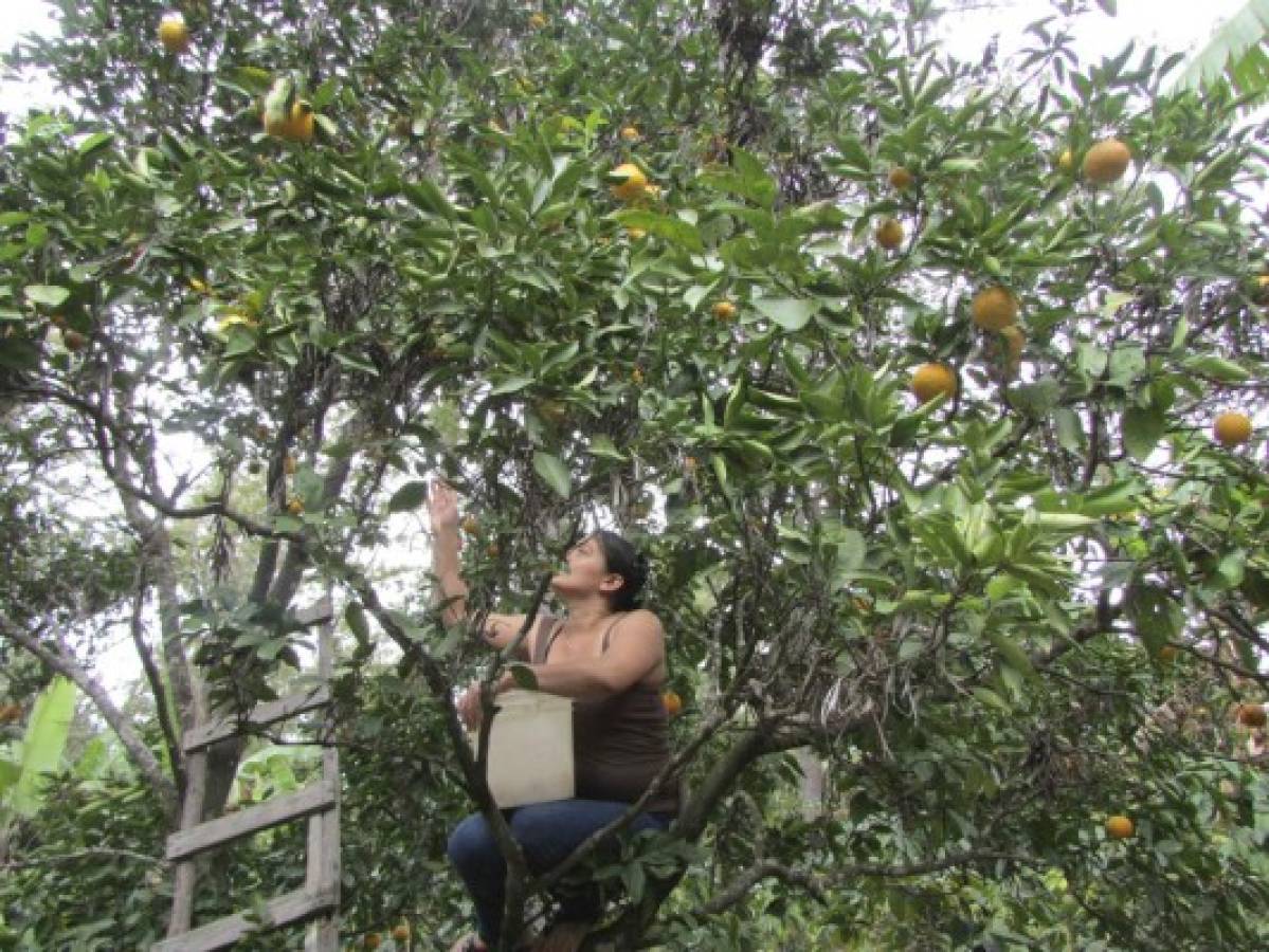 A celebrar la fiesta de la naranja en Güinope