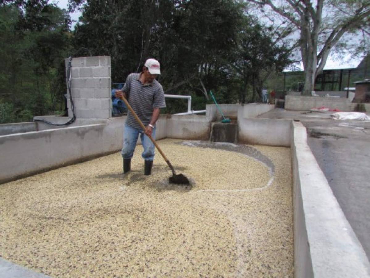 Café y caña concentran préstamos