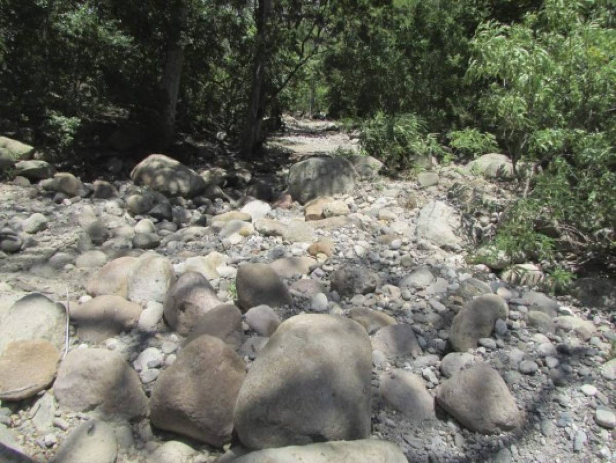 Habrá escasez de granos básicos en Olancho a causa de la sequía