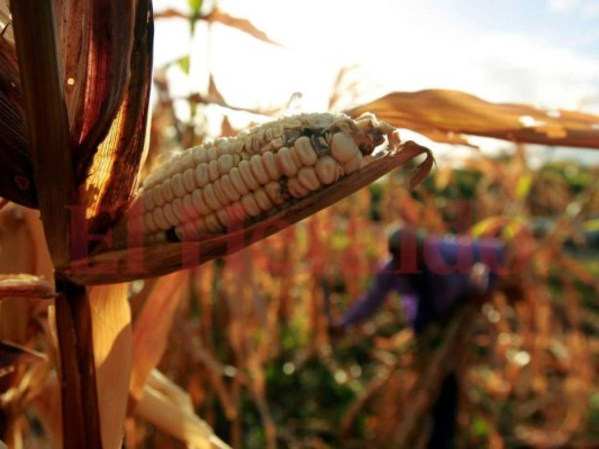 Alimentos tardan en llegar a la zona sur de Honduras