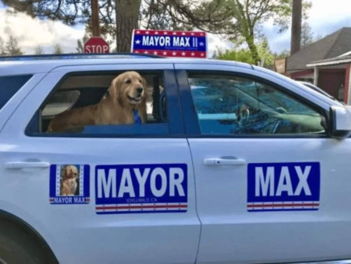 Perro gana elecciones municipales en ciudad de Estados Unidos