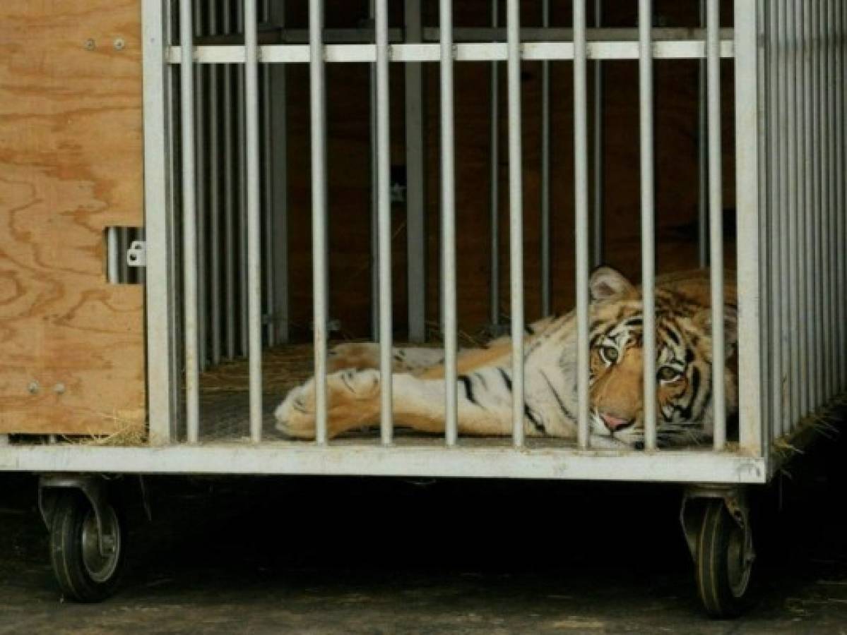 Capturan a tigre de Bengala que deambulaba por calles de Houston