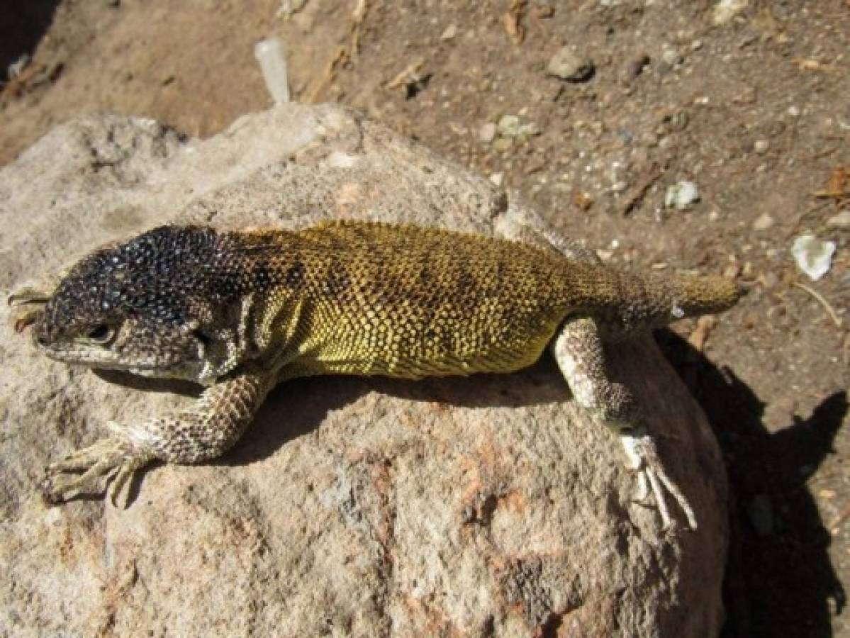 Así luce uno de los ejemplares de la denominada Liolaemus warjantay encontrada en Arequipa, al sur de Perú. Foto: AFP
