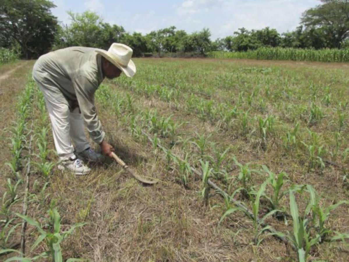 Las lluvias favorecen alentadora cosecha de granos en el campo