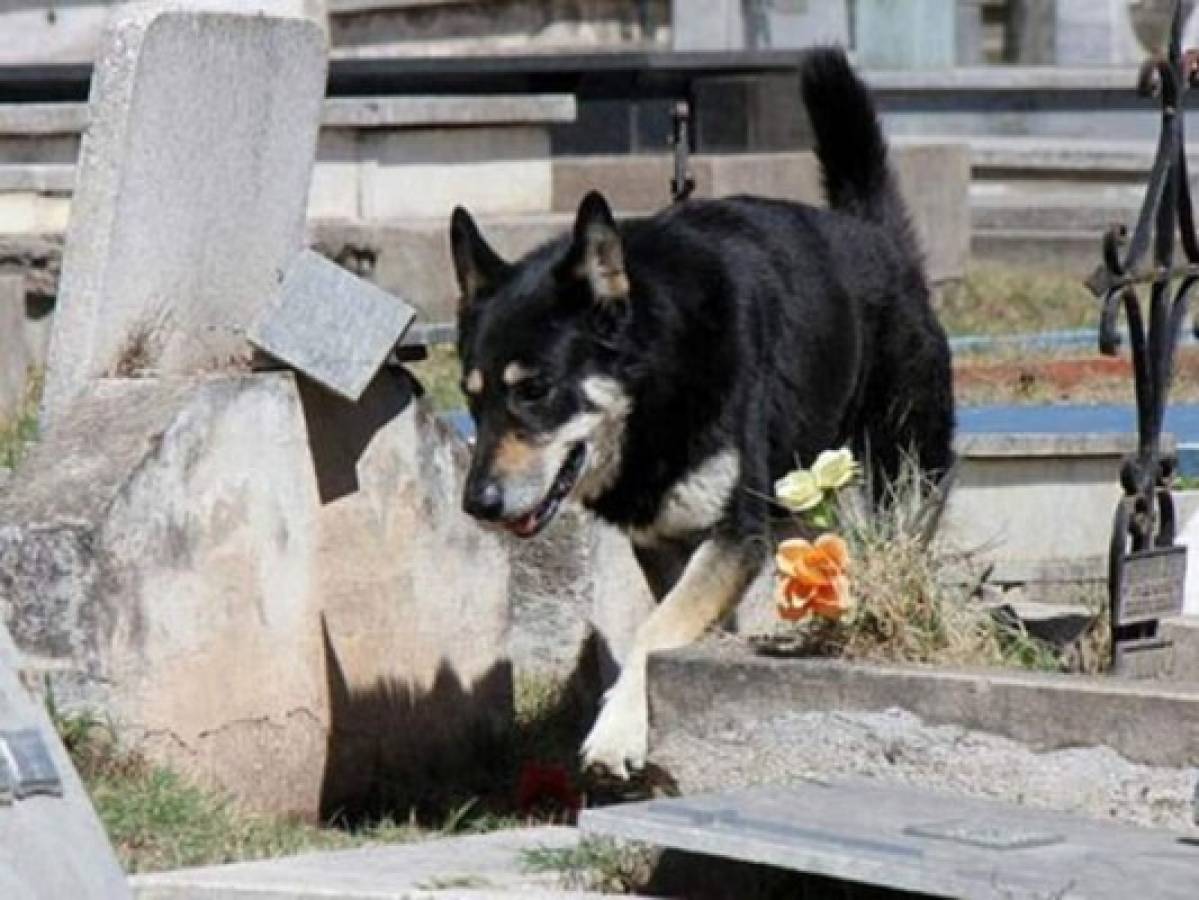Murió Capitán, el perro que vivió junto a la tumba de su dueño por más de 10 años