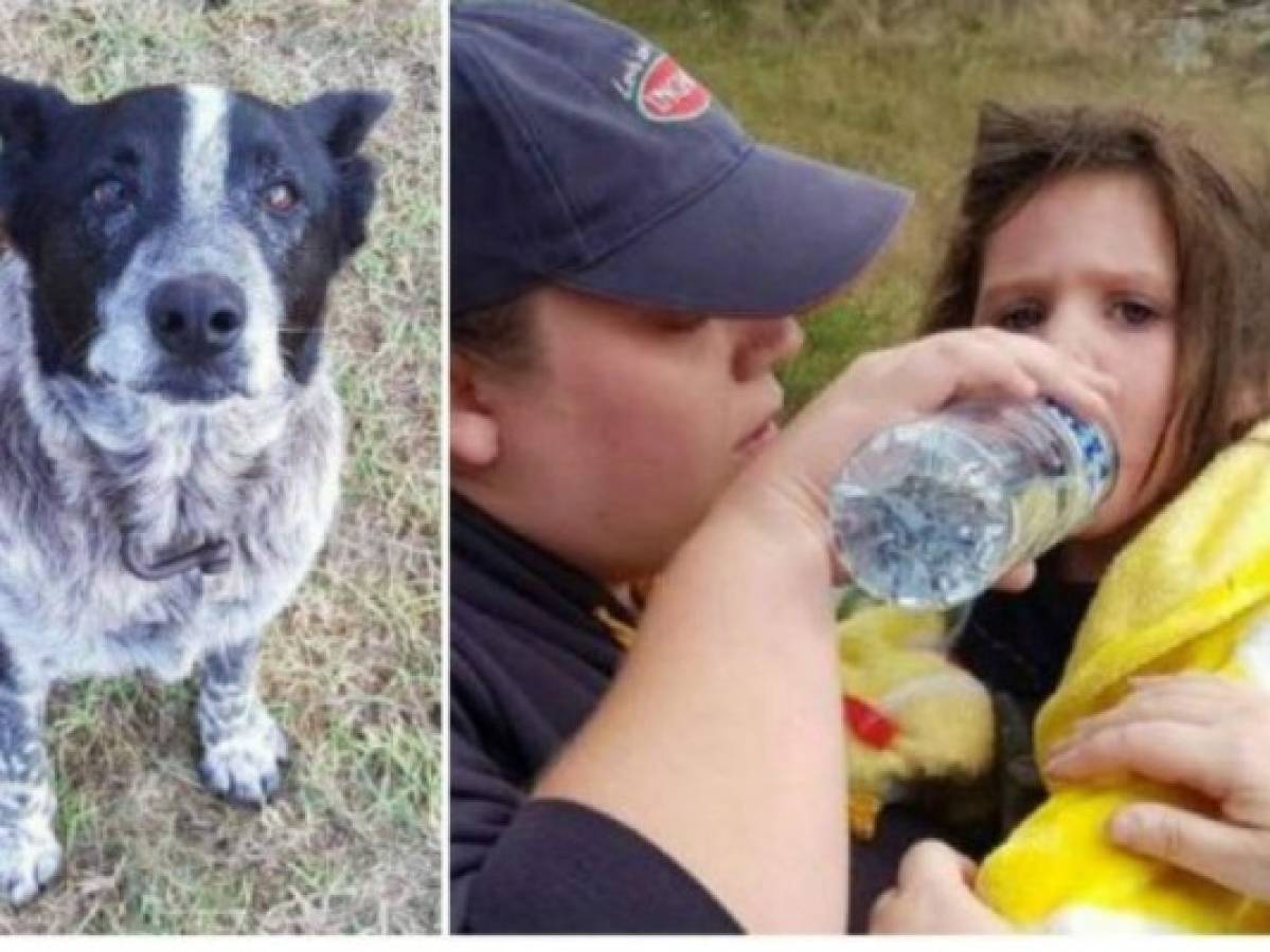 Un perro australiano recibe honores policiales por cuidar a una niña perdida
