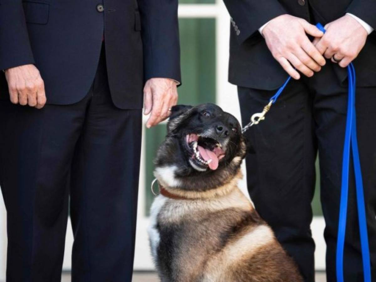 Conan, el 'increíble' perro que ayudó en redada que murió Bagdadi