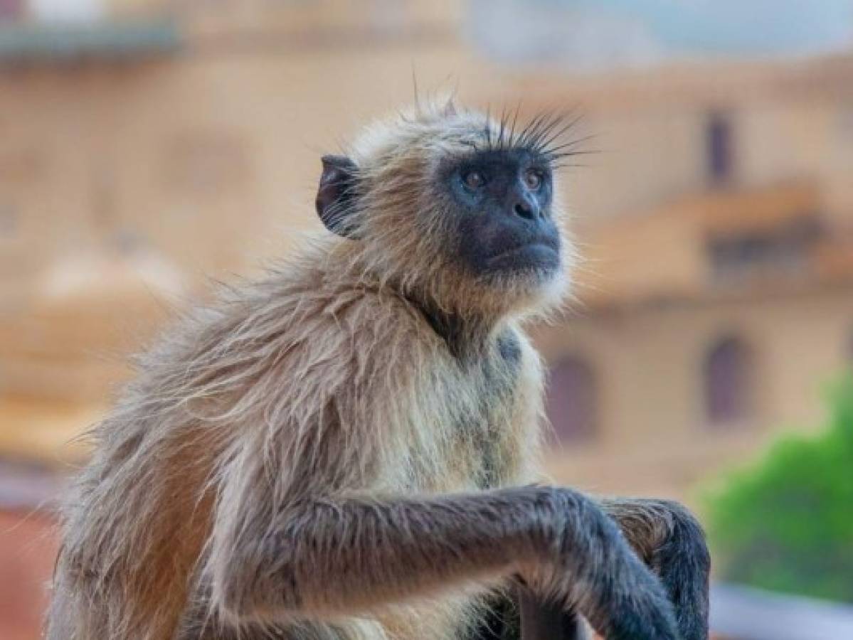 Detienen en India dos hombres que utilizaban monos para robar dinero