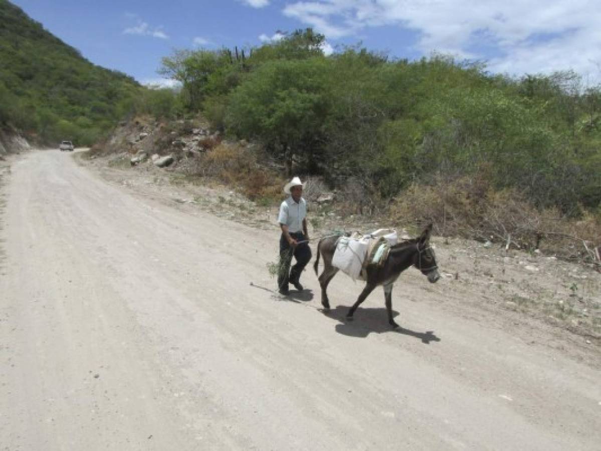 Habrá escasez de granos básicos en Olancho a causa de la sequía