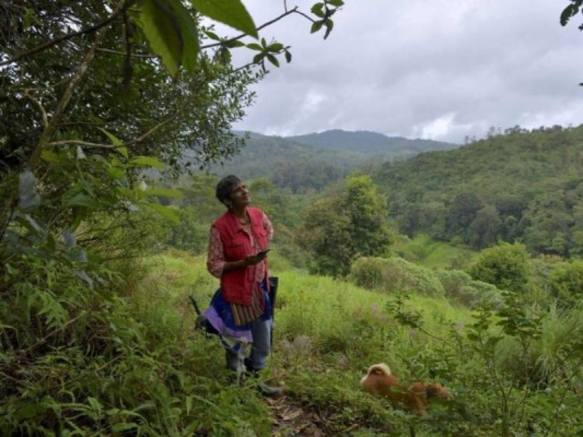 1,600 millones de personas dependen de los bosques para su subsistencia. Foto: AP/AFP