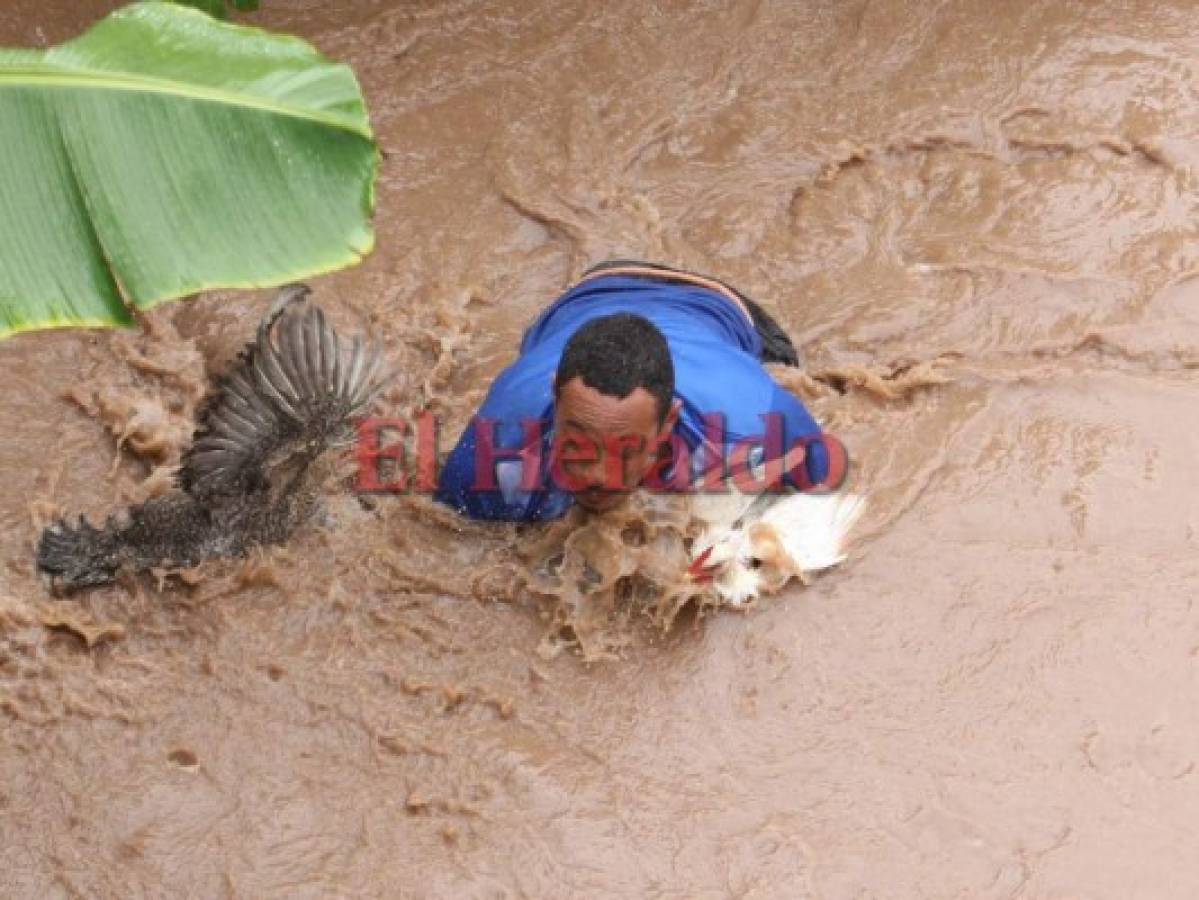 Hondureños rescatan a sus animales de la fuerte corriente del río Choluteca
